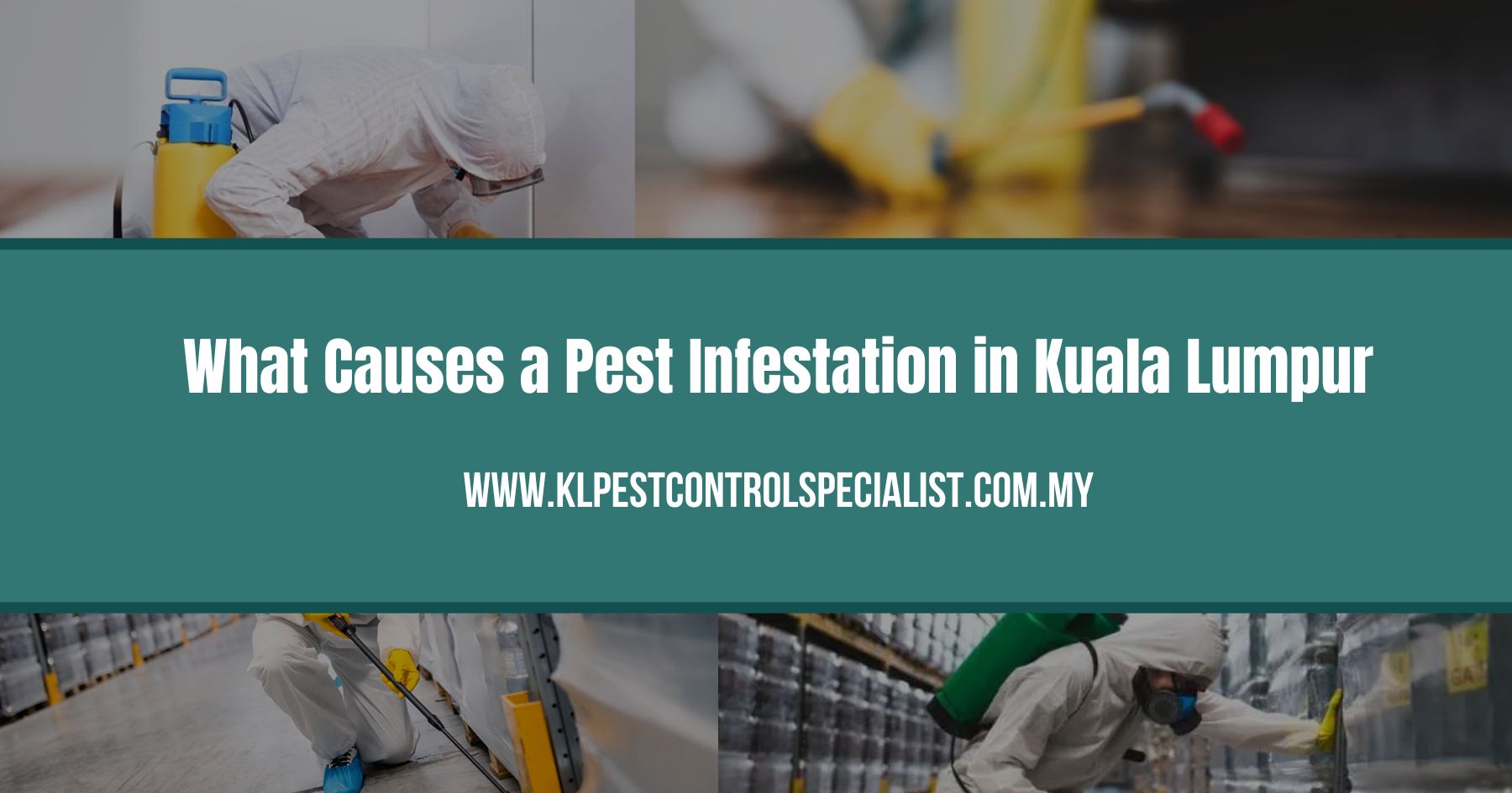What Causes a Pest Infestation in Kuala Lumpur