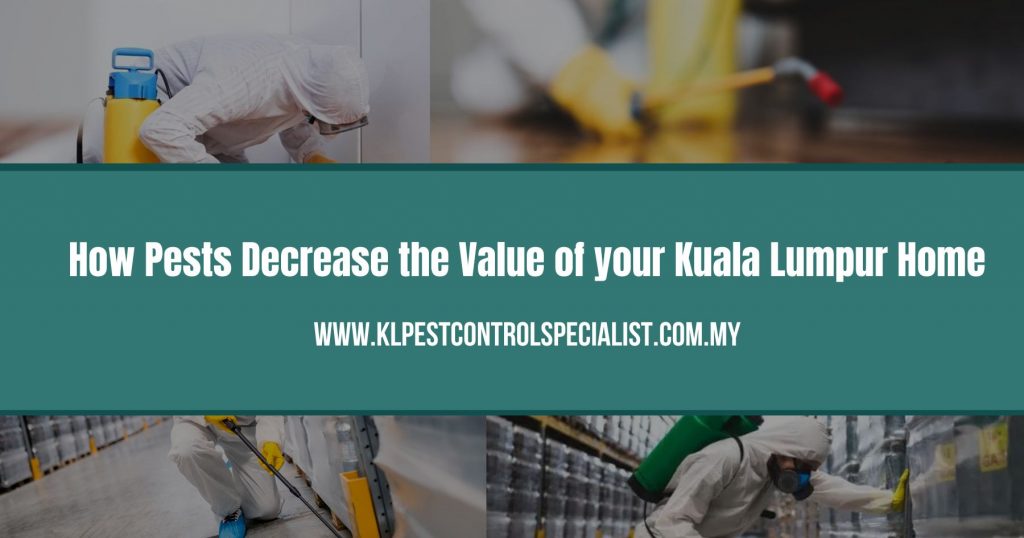 How Pests Decrease the Value of your Kuala Lumpur Home