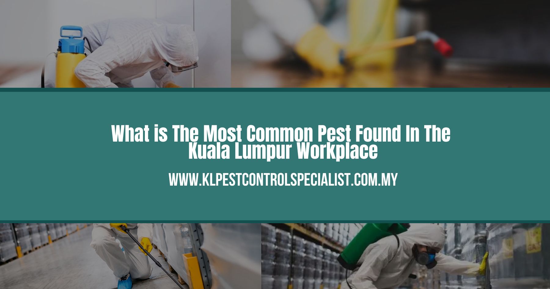 What is The Most Common Pest Found In The Kuala Lumpur Workplace