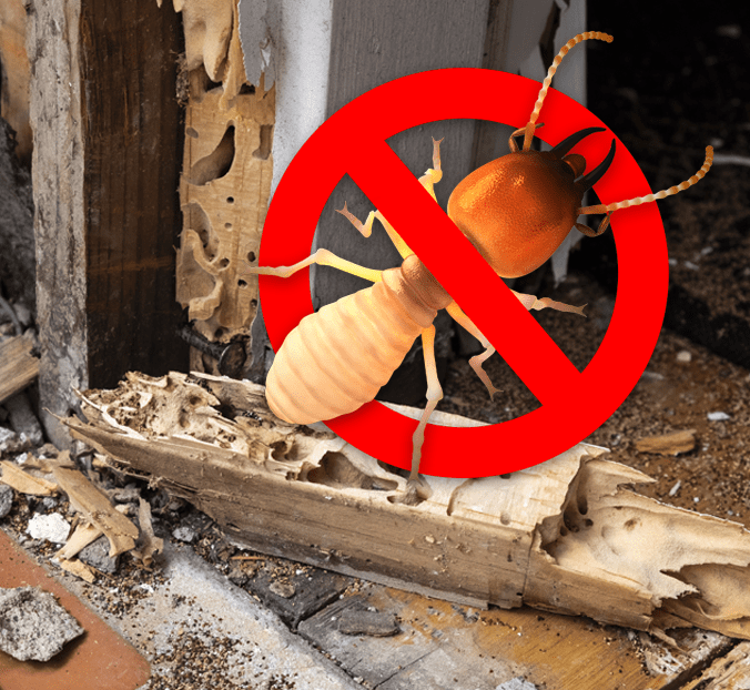 Termite Control Malaysia - Kuala Lumpur & Selangor [2023]
