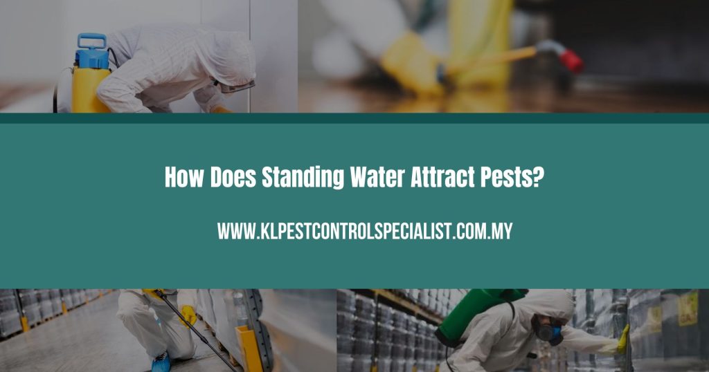 How Does Standing Water Attract Pests?