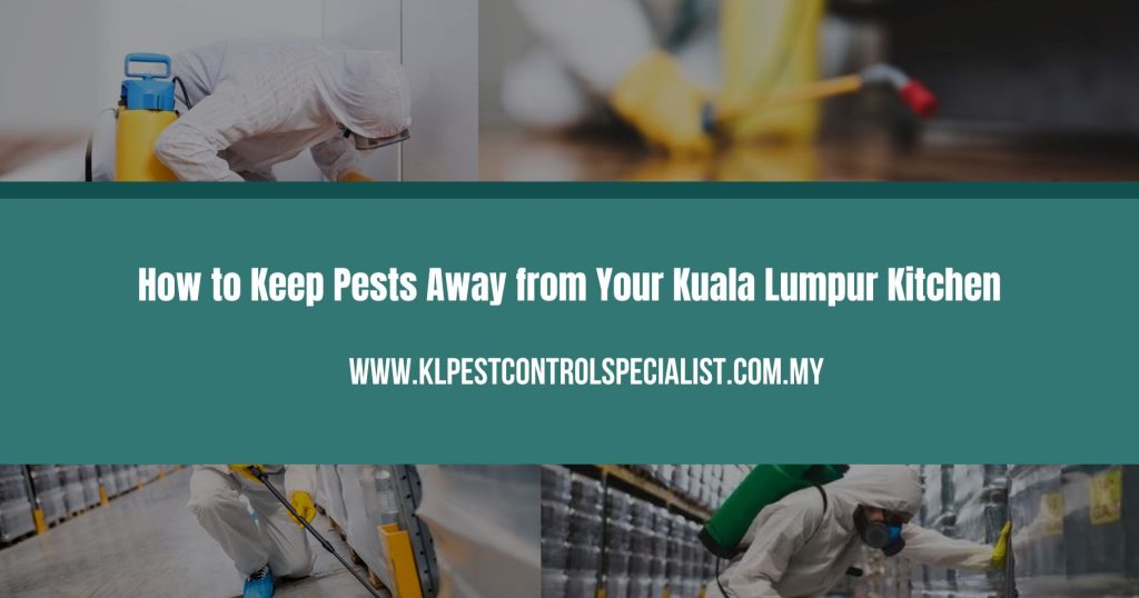 How to Keep Pests Away from Your Kuala Lumpur Kitchen