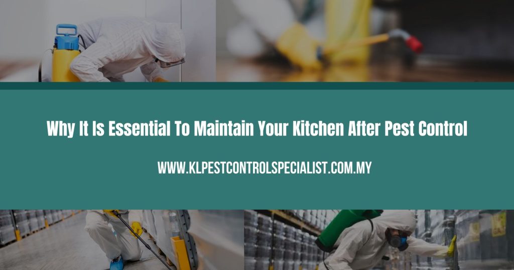 Why It Is Essential To Maintain Your Kitchen After Pest Control
